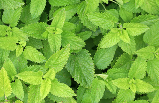 Lemon Balm Plant