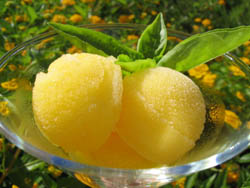 Lemon Sorbet