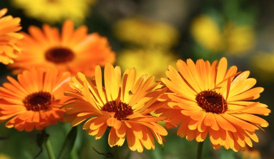 Marigold Flowers