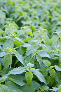 Nettle Leaf