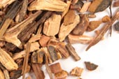 Sassafras Information and Sassafras Tea