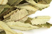 Yerba santa leaf, whole, wild crafted
