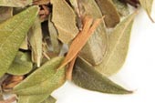 Uva ursi leaf, whole, wild crafted