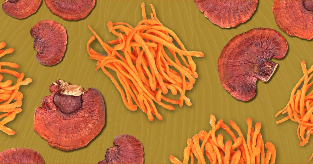 Are All Mushrooms Adaptogens? Health Benefits of Cordyceps