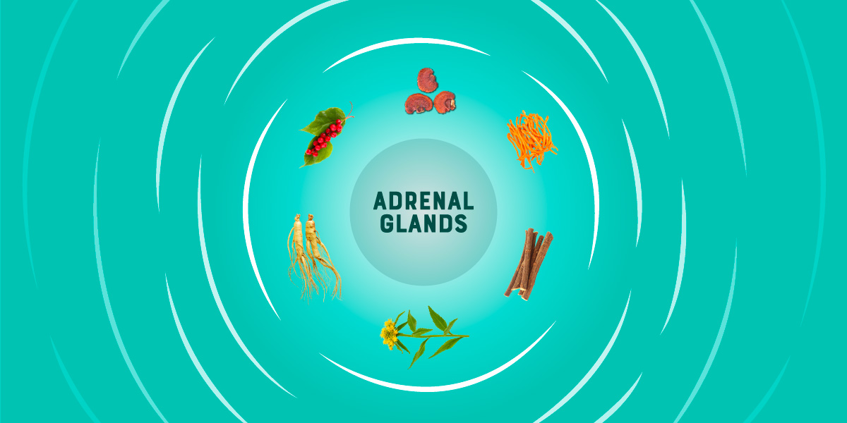 The Best Adaptogens to Use for Adrenal Support Herb Co.