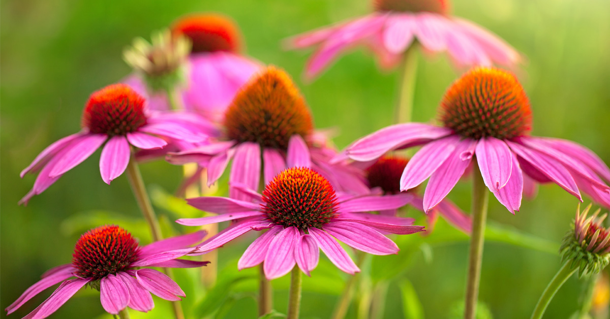 3 Echinacea Health Benefits How to Use Echinacea