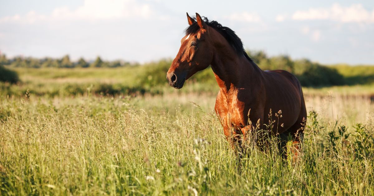 3 Natural Calming Herbs for Horses Monterey Bay Herb Co