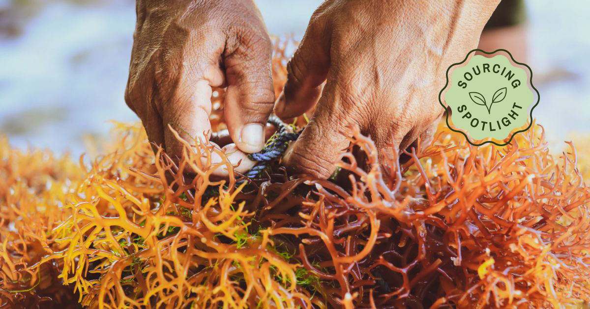 Sustainable Kelp and Irish Sea Moss Benefits and Use