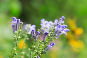 Skullcap