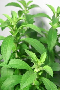 Stevia Leaf