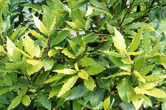 Bay Leaf Tree