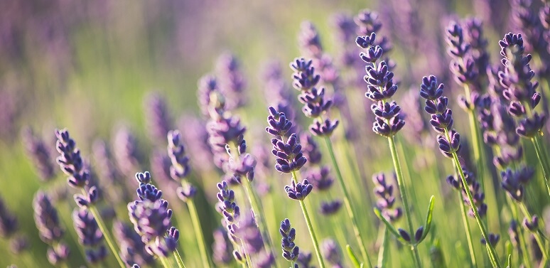 Lavender flowers growing in a field