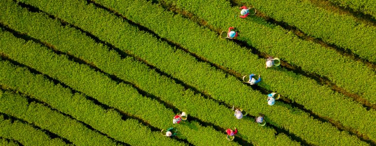 Nettle field harvest