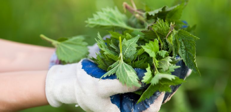 For The Love of Nettle: Herbo Blog