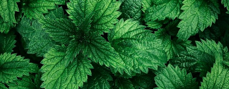Close-up of nettle leaves