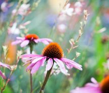 Echinacea Root (Echinacea purpurea)