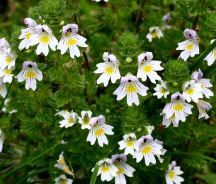 Eyebright (Euphrasia officinalis)