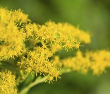 Goldenrod (Solidago virgaurea)