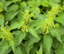 Nettle Leaf (Urtica dioica)