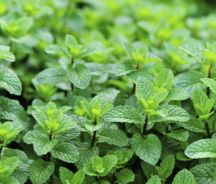 Peppermint (Mentha piperita)