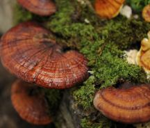 Reishi Mushroom (Ganoderma lucidum)