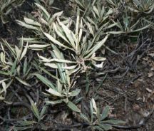Yerba Santa (Eriodictyon californicum)