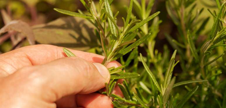 Monterey Bay Herb Co.’s Sustainable Rosemary Supply Chain Image