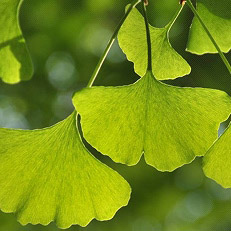 Ginkgo leaves