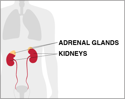 Infographic of a person's adrenal glands and kidneys