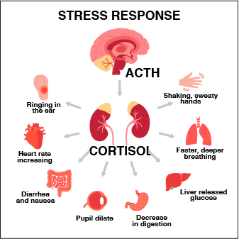 Infographic of how cortisol affects different parts of the human body and systems like digestion, glucose levels, heart rate and breathing