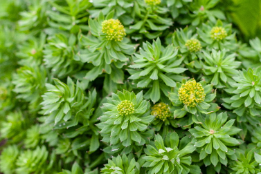 Rhodiola Plant