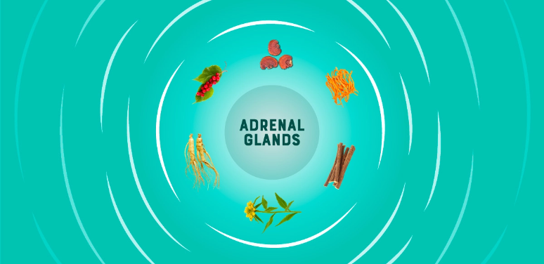 How Adaptogens Can Help Your Adrenal Glands