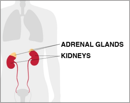 Stress response on the kidneys