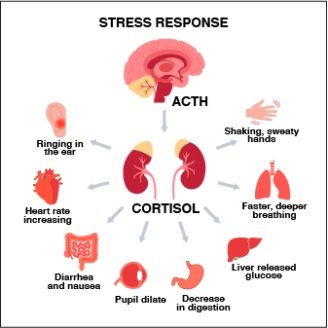 Stress response on the body