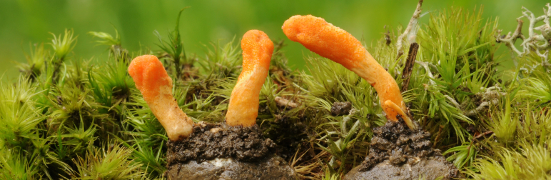 Cordyceps