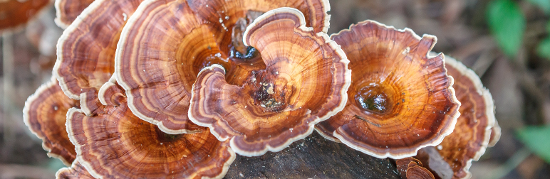 Golden-Brown Reishi