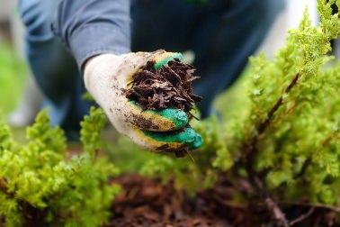 Using buckwheat as landscaping mulch