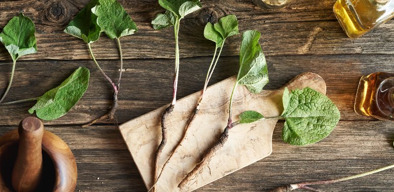 A Quick Guide to Brilliant Burdock Plant and Burdock Root Benefits