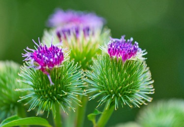 Burdock Flower