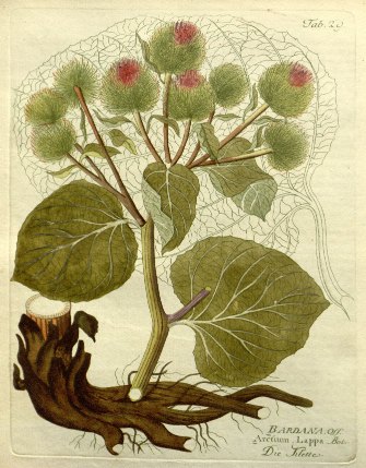 Burdock Plantgenera