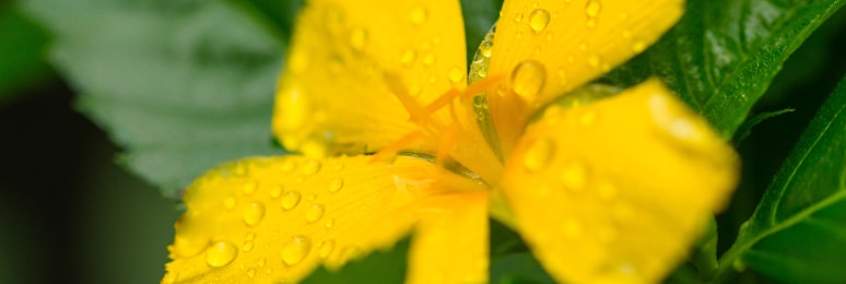 Damiana flower image