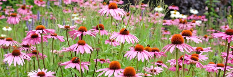 General Characteristics of Echinacea