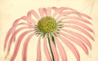 Echinacea Plantgenera