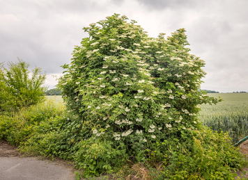 Elderberry