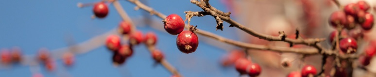 History facts of the Hawthorn hardwood shrub