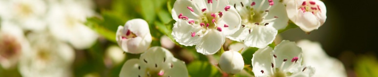 What is Hawthorn and what is it used for?