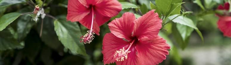 Hibiscus Flowers