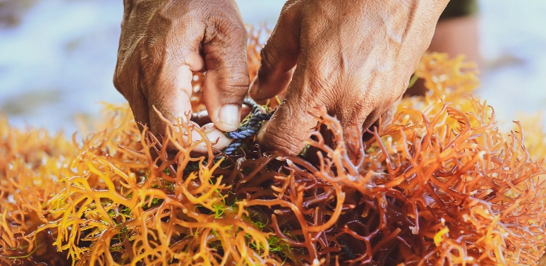 Sustainable Kelp and Irish Sea Moss Benefits and Use, sea moss
