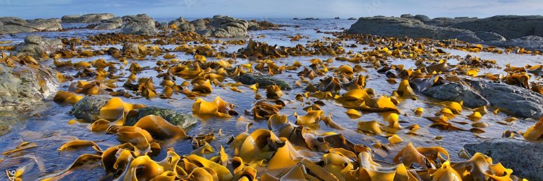 Kelp in the water