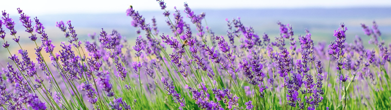 Lavender Flowers